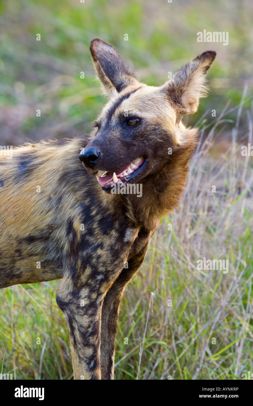 An African wild dog portrait Stock Photo - Alamy