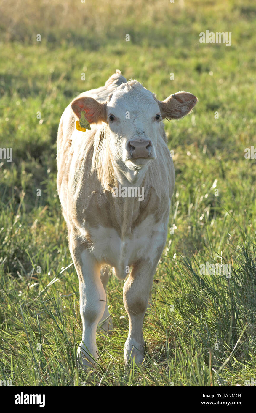 Domestic cow cattle cross breed Kent England Summer Stock Photo Alamy