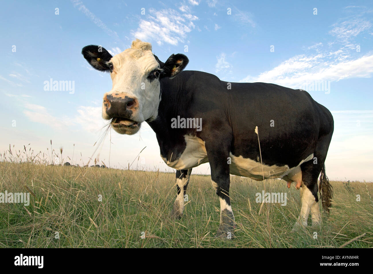 Hereford x Friesian Holstein crossbreed cow grazing, Kent, England Stock Photo Alamy