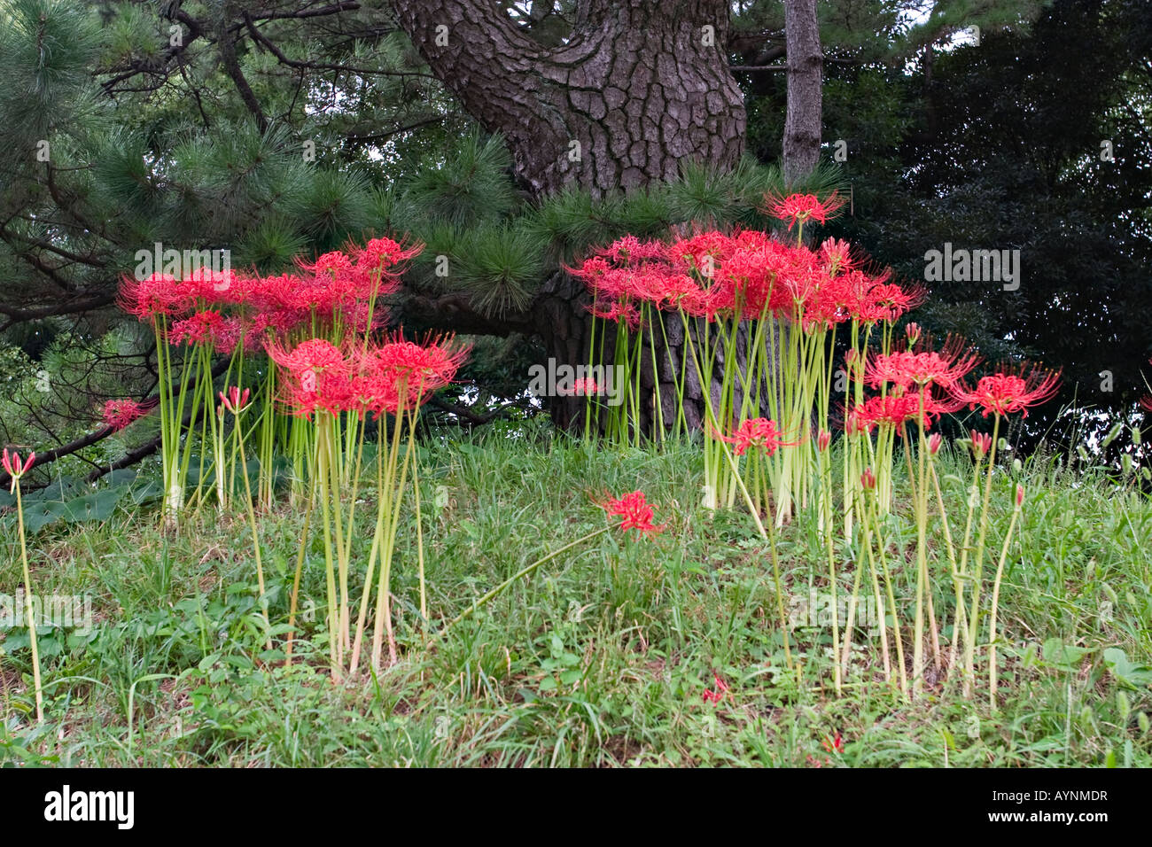 Spider Lily (lycoris radiate), Japan, Asia Stock Photo