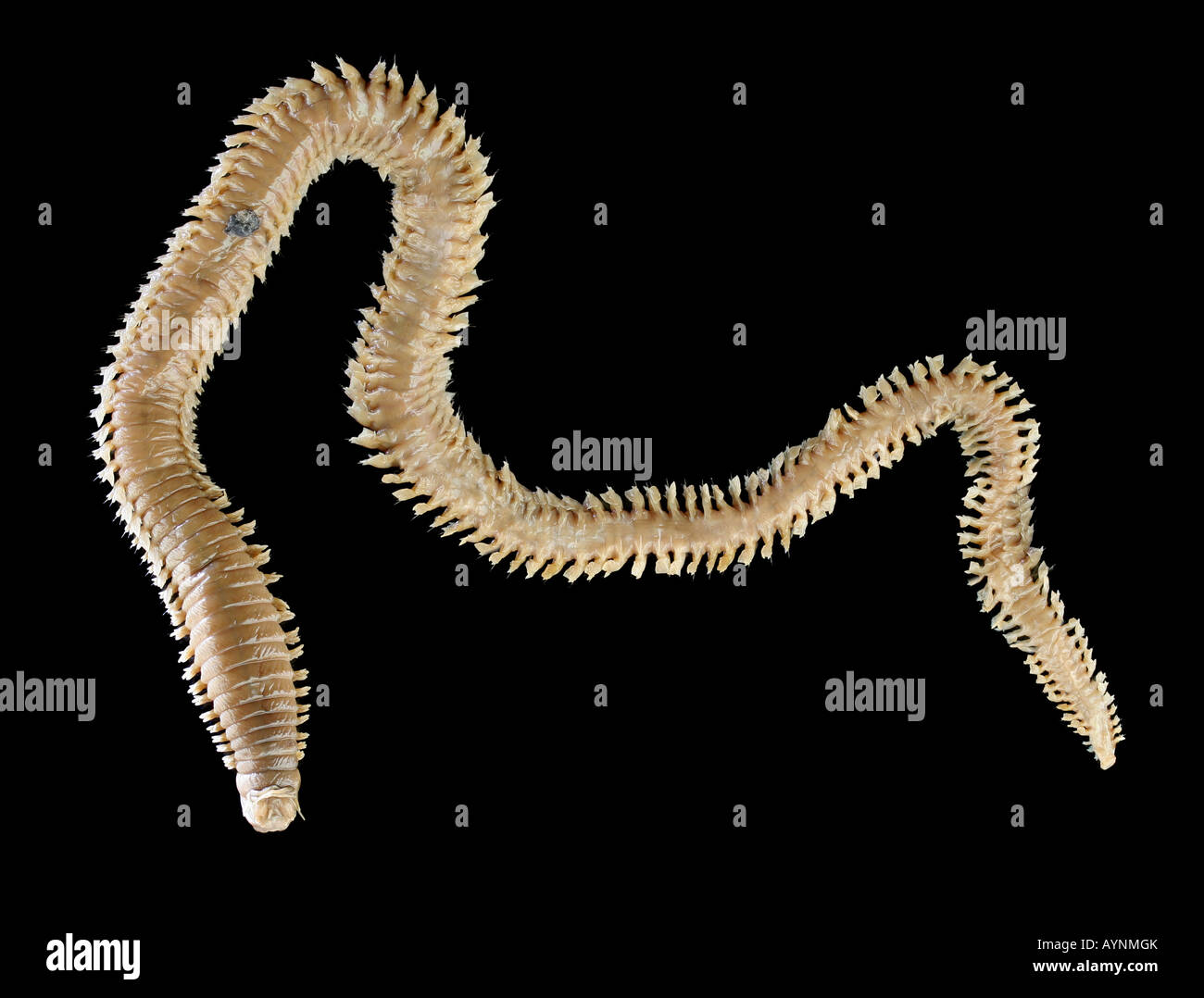 Sandworm (Nereis virens). Stock Photo