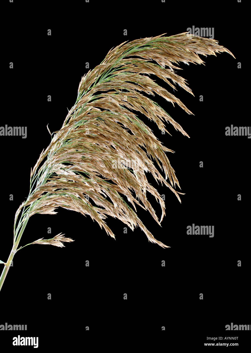 Seed head of the common reed, Phragmites australis. Stock Photo