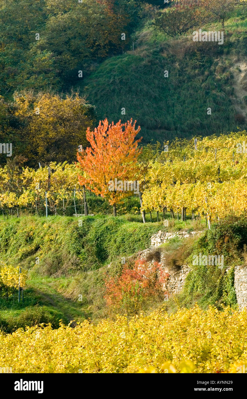 Wachau, autumn in vine yards Stock Photo