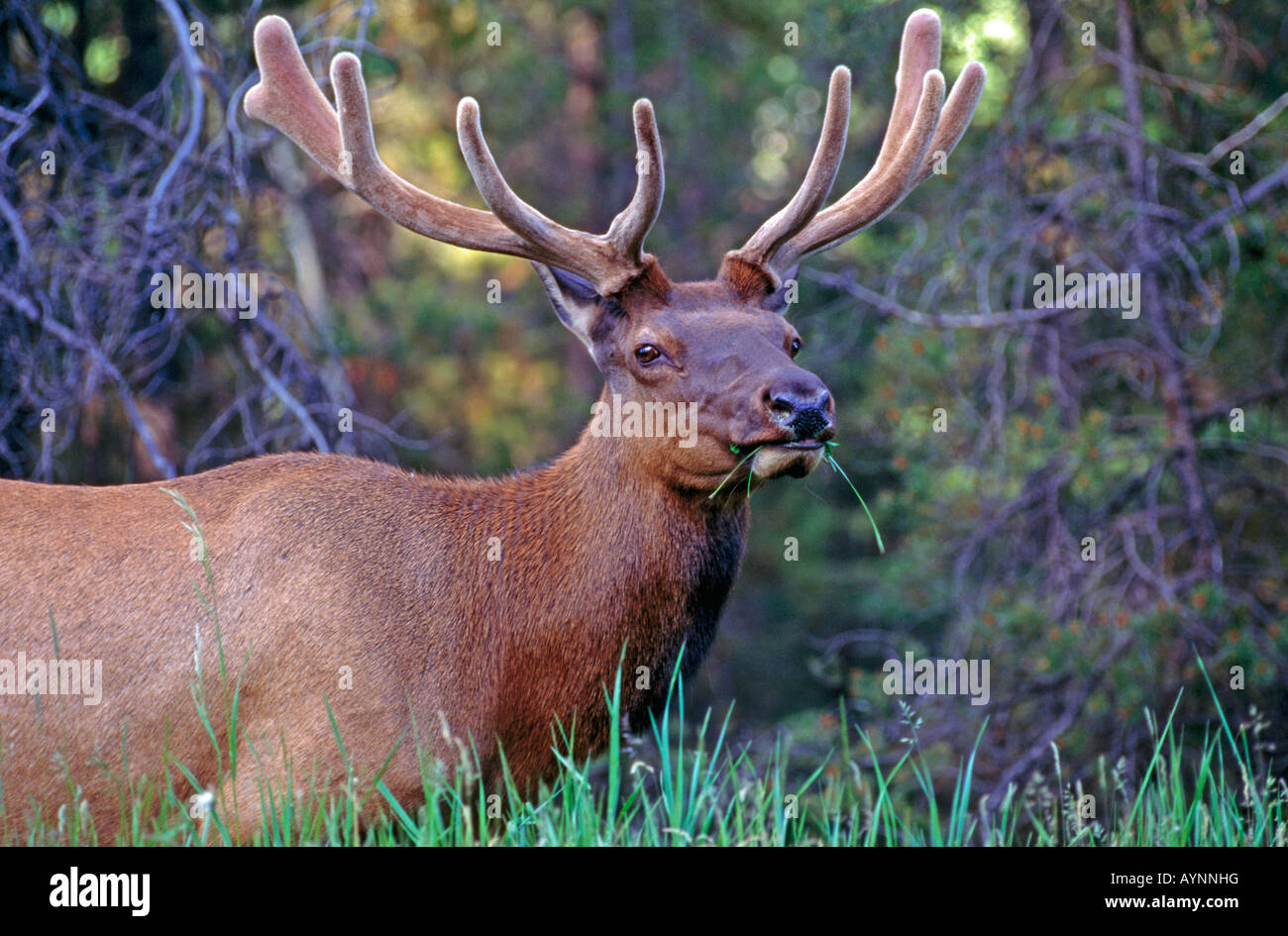 Elk eating grass, Jasper National Park, Alberta, Canada Stock Photo - Alamy