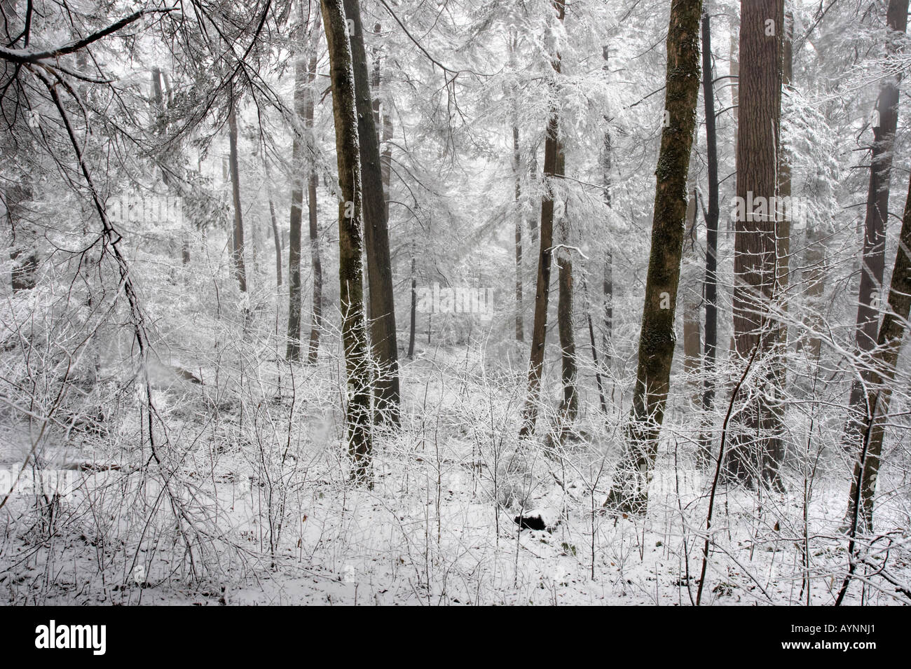winter in the forest Stock Photo - Alamy