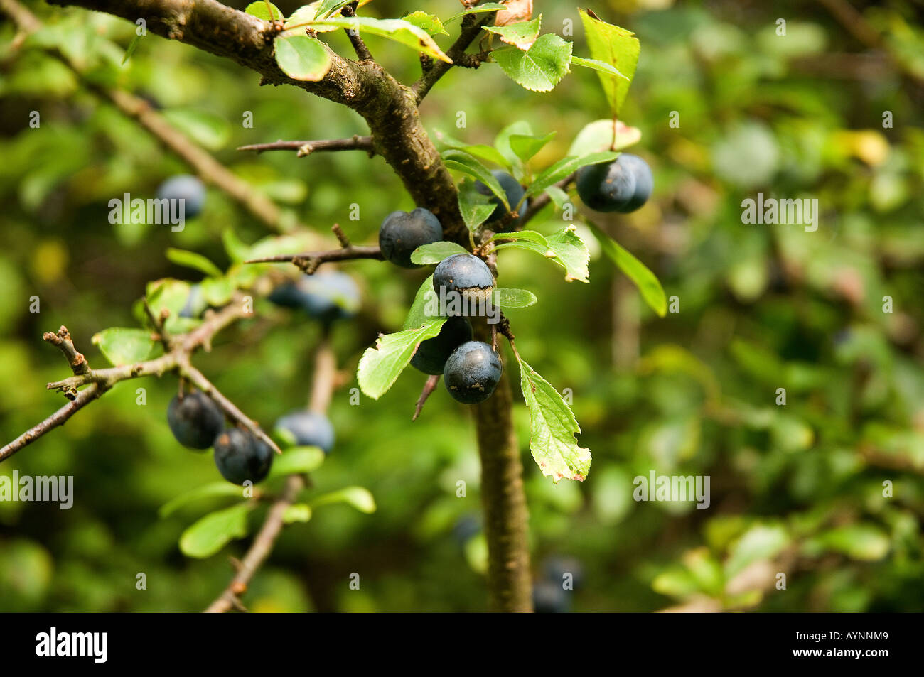 Close up of wild sloe sloes berry berries prunus spinosa England UK