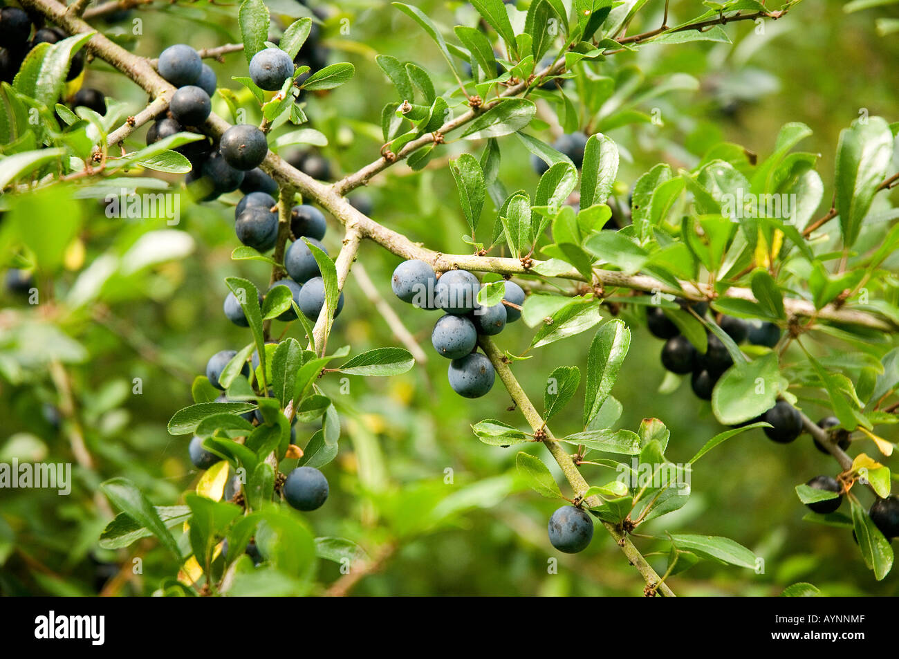 Sloe berries sloes growing blue berry fruit fruits hires stock
