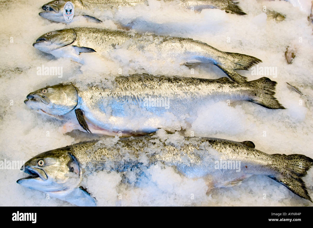 King Salmon for sale at fish market Stock Photo Alamy