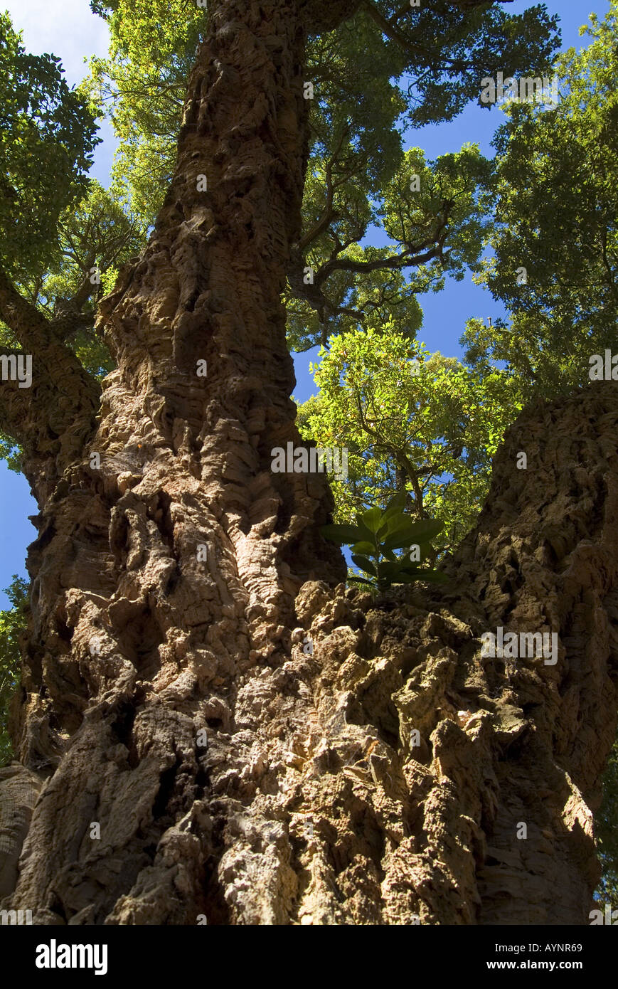 Beautiful old tree with rough bark JMH0836 Stock Photo - Alamy