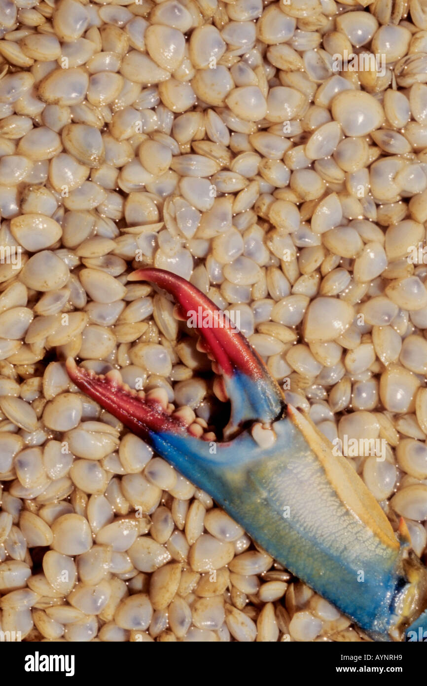 Blue crab claw on tiny clams Hilton Head Island South Carolina Stock