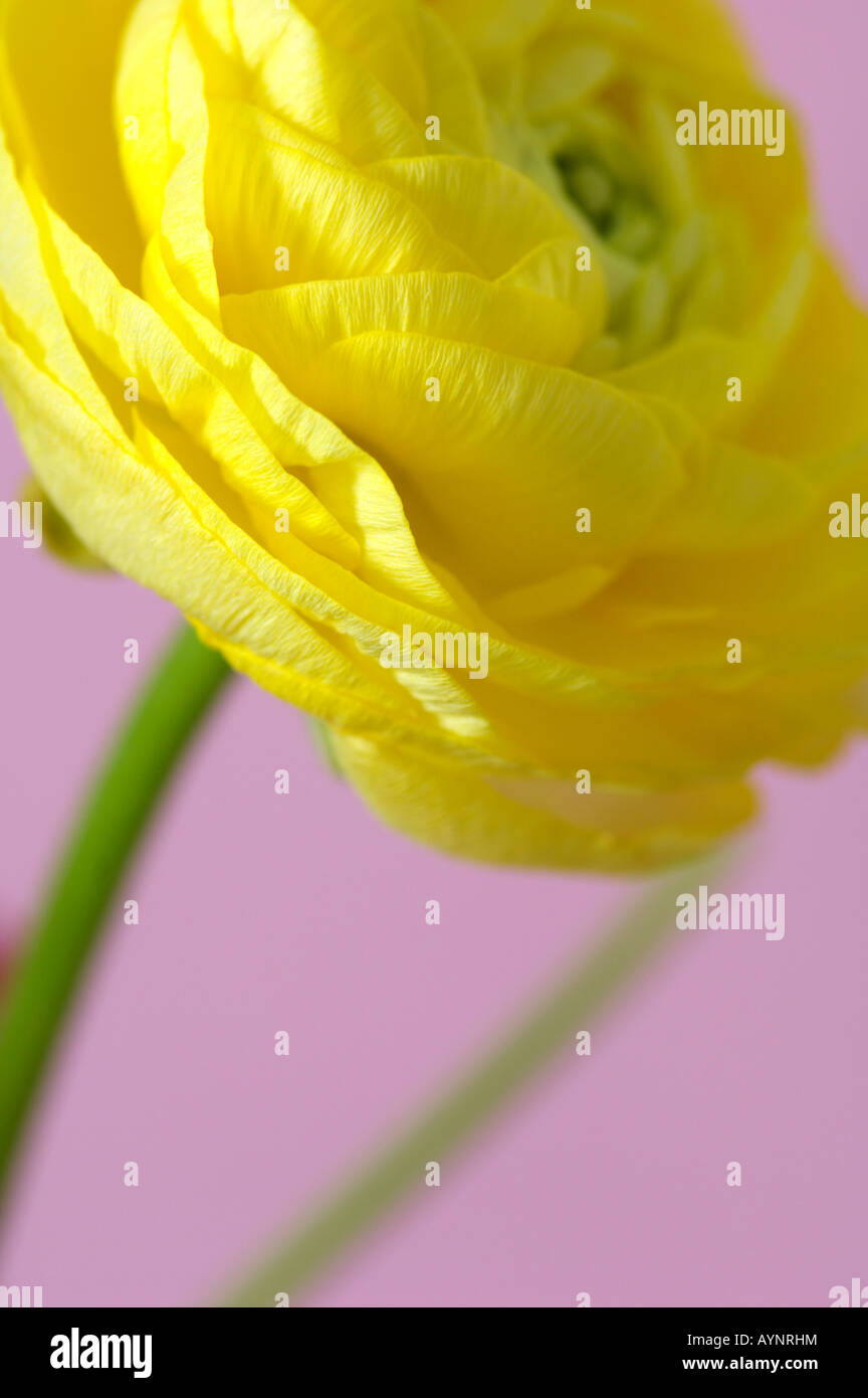 Yellow buttercup Stock Photo