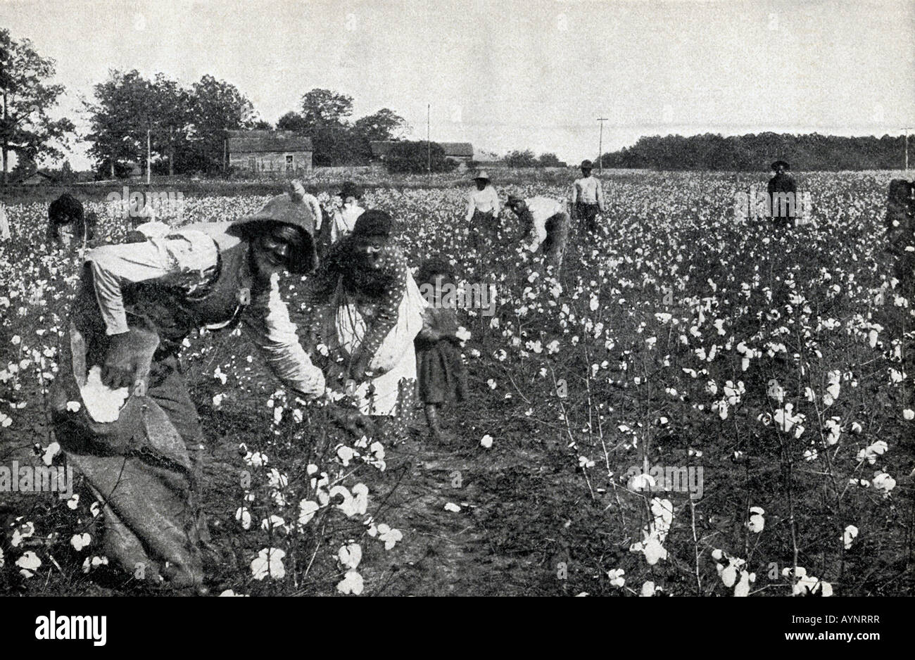 Cotton Pickers in the South Stock Photo