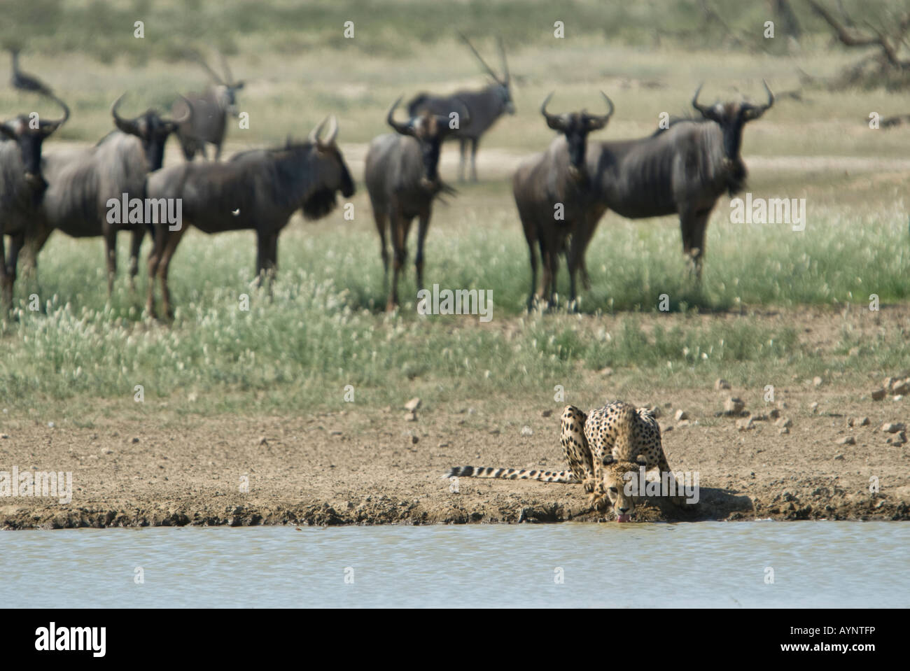 A cheetah drinking from a waterhole in the Kalahari semi desert while a herd of blue wildebeest look on. Stock Photo