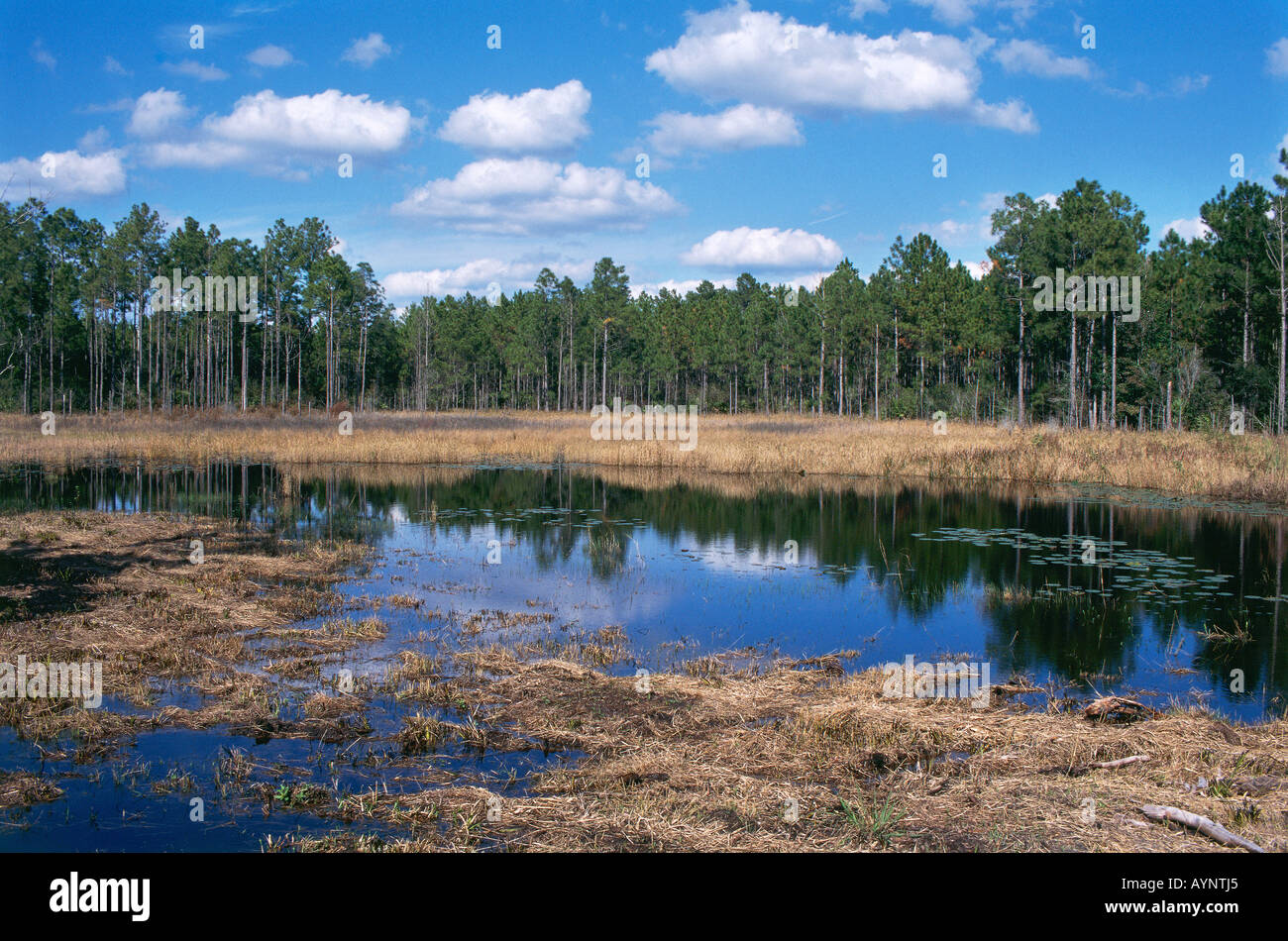 Ocala national park hires stock photography and images Alamy