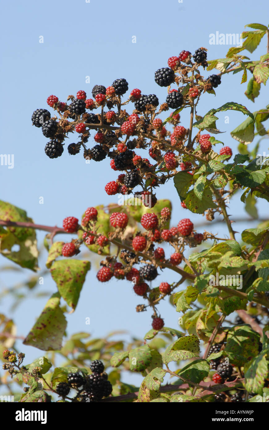 Blackberries growing wild Stock Photo Alamy