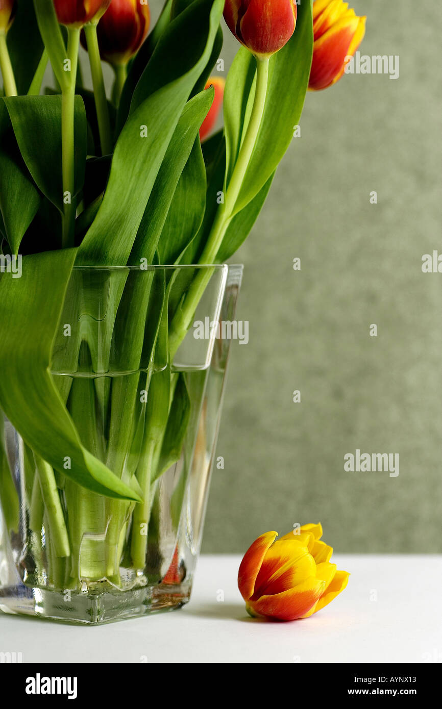 Tulpenbluete neben der Blumenvase Stock Photo