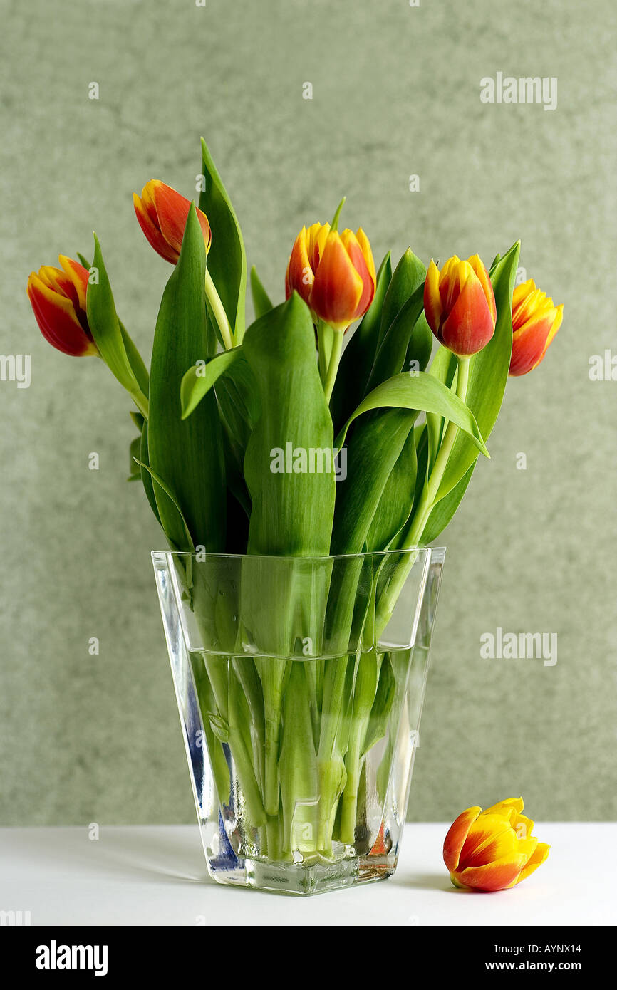 Tulpenbluete neben der Blumenvase Stock Photo