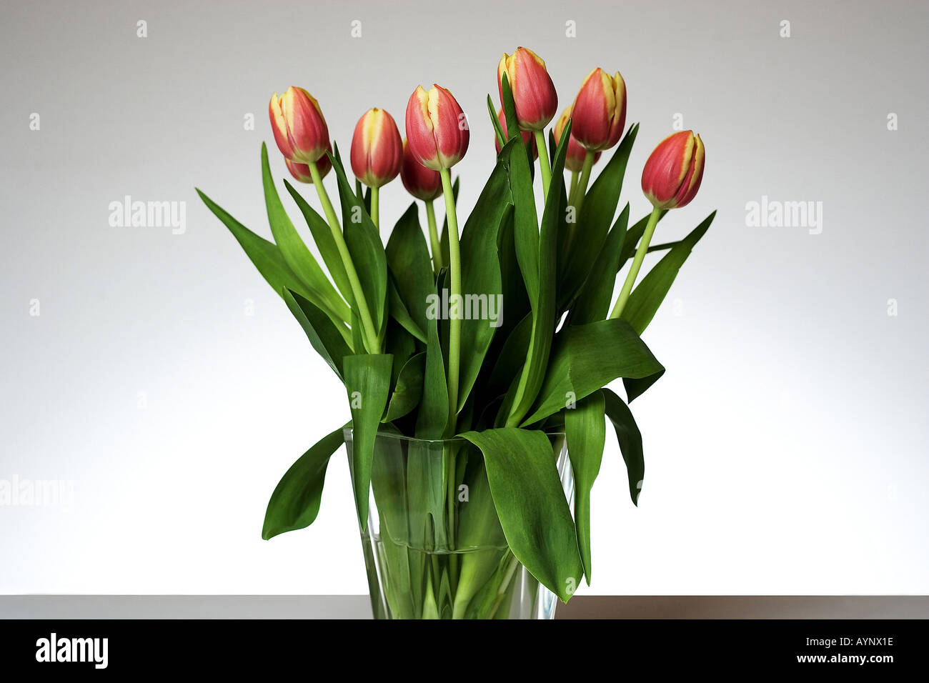 Tulpen in Glasvase Stock Photo