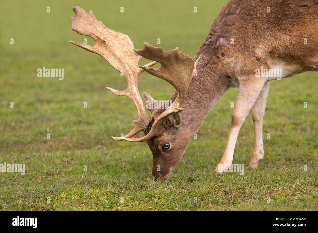 Male Fallow deer dama dama feeding on some green grass Stock Photo