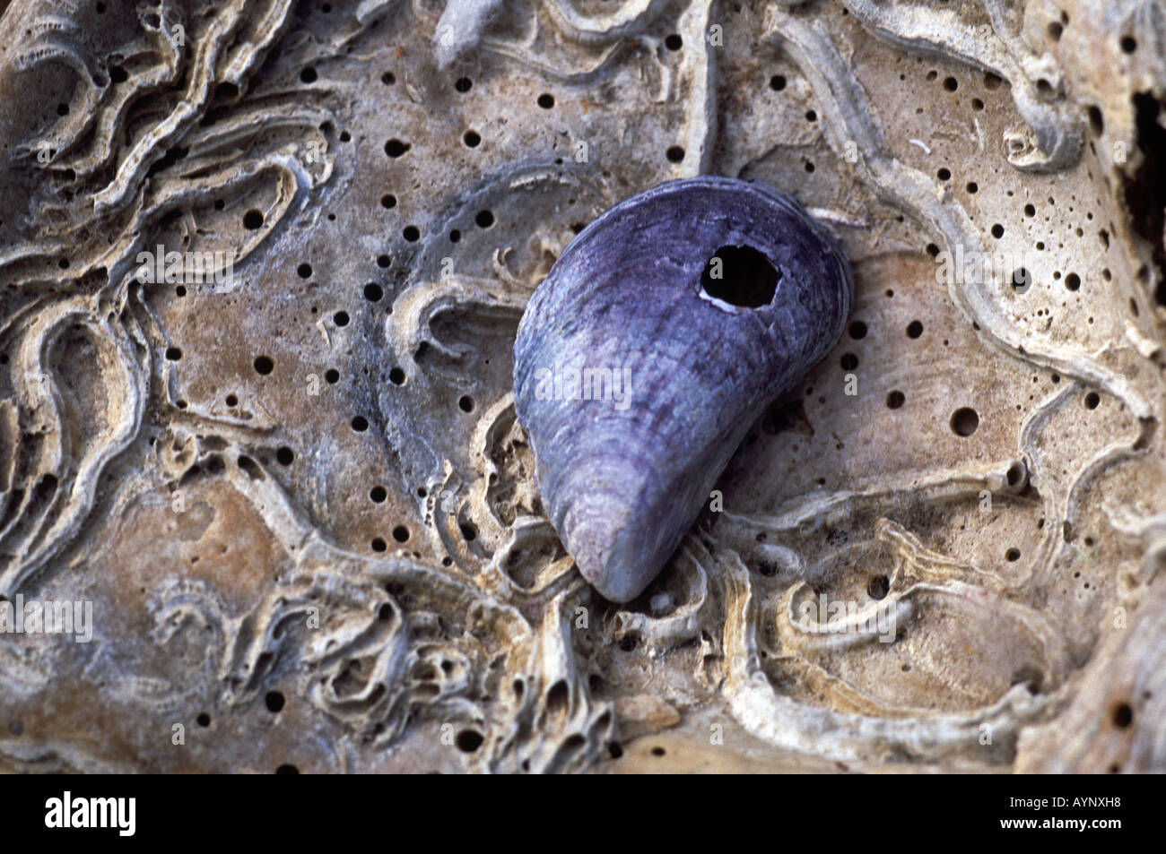 Empty Muscle Shells Mussel shell texture hi-res stock photography and images - Alamy