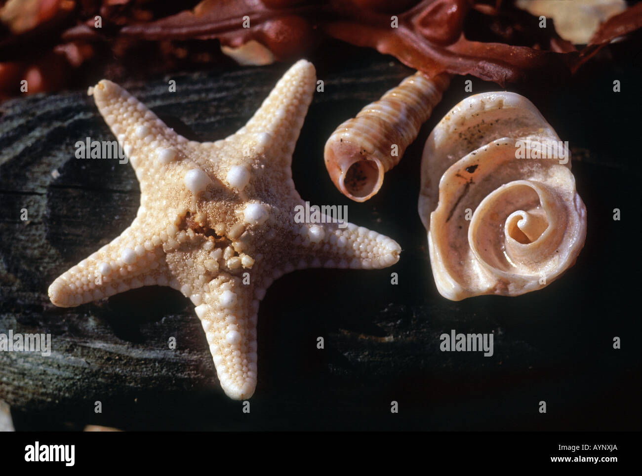 Curled shells hi-res stock photography and images - Alamy