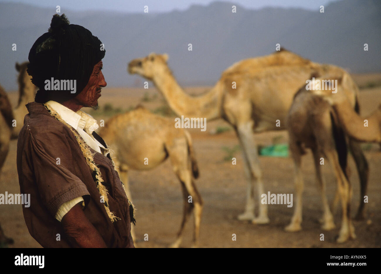 Nomadic herdsman with his camels, Sahara desert, near Zouerat, Mauritania, Africa Stock Photo