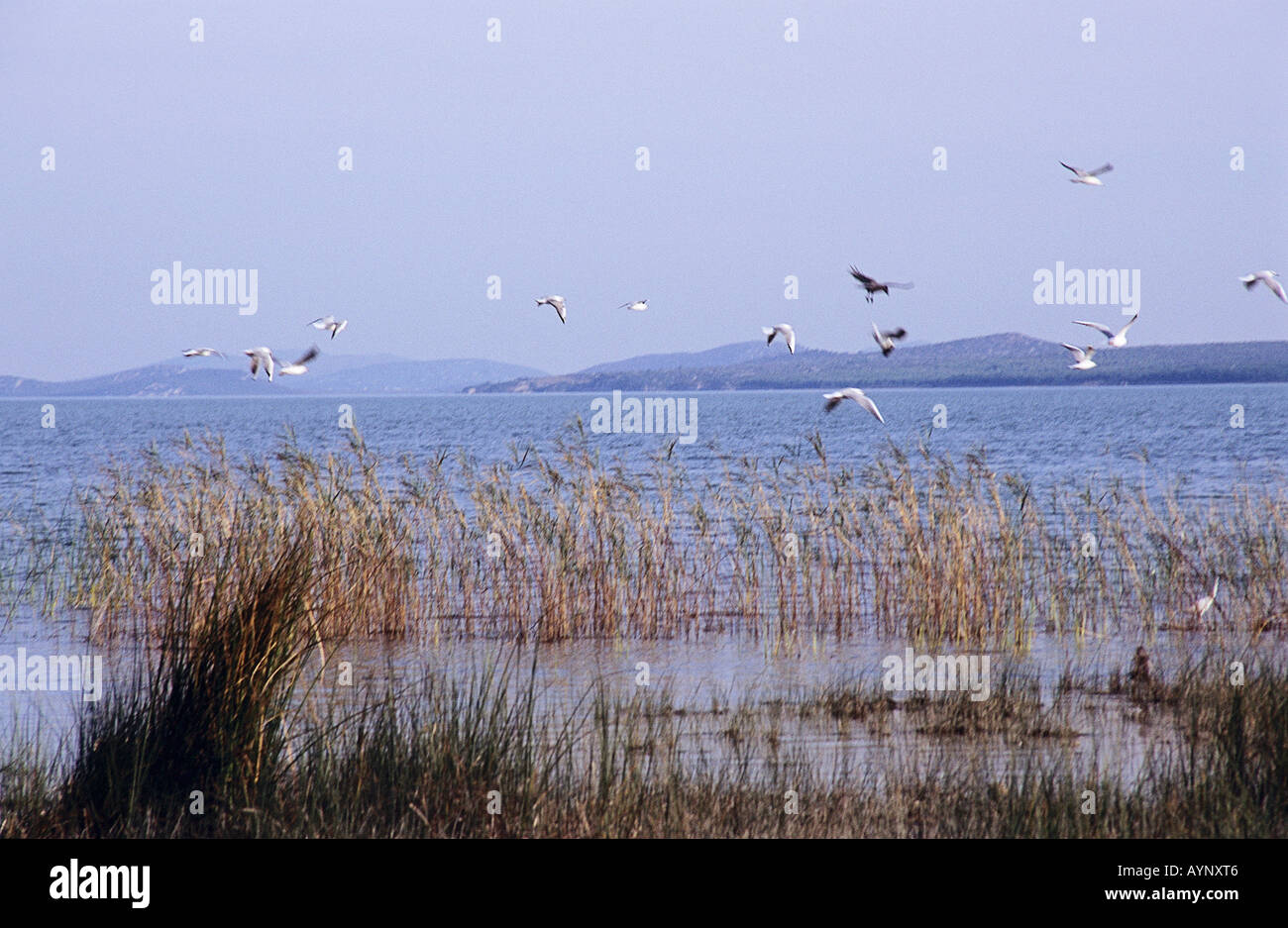 Reed beds and lake view Vransko Jezero Stock Photo