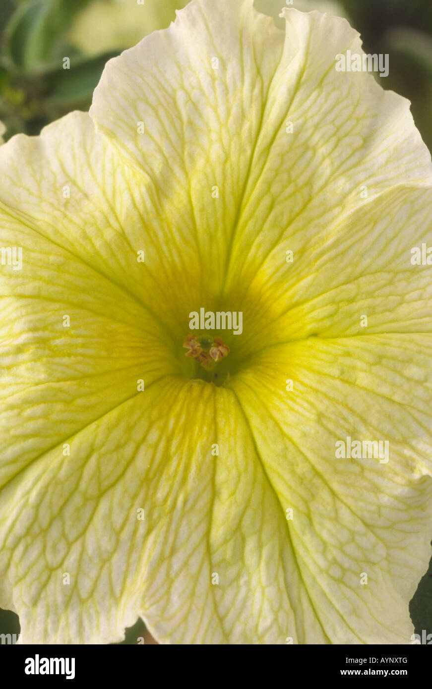 RARE Sweet Pepper seeds Prisma F1