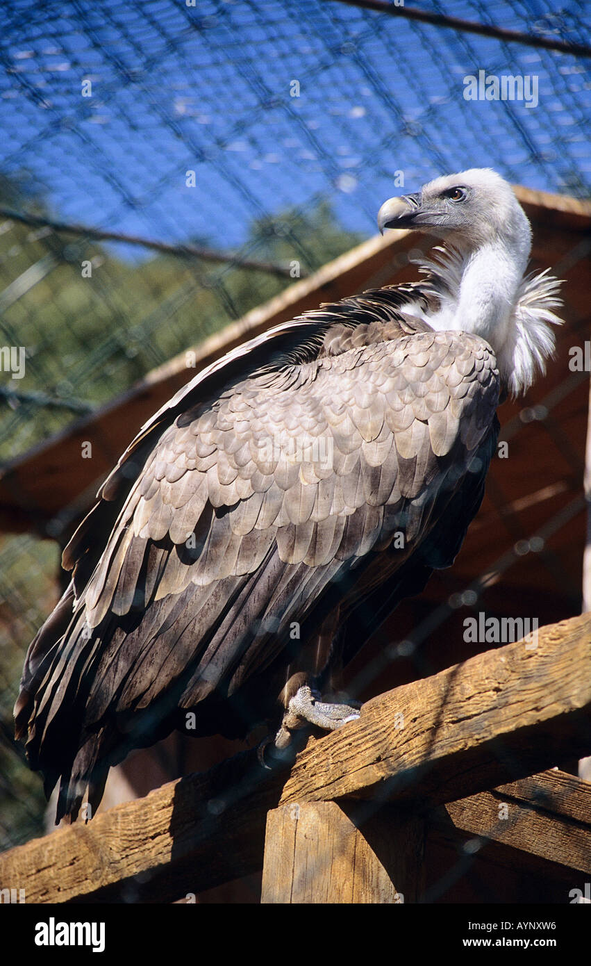 I modsætning til gør det fladt Fabrikant Griffon vulture croatia hi-res stock photography and images - Alamy
