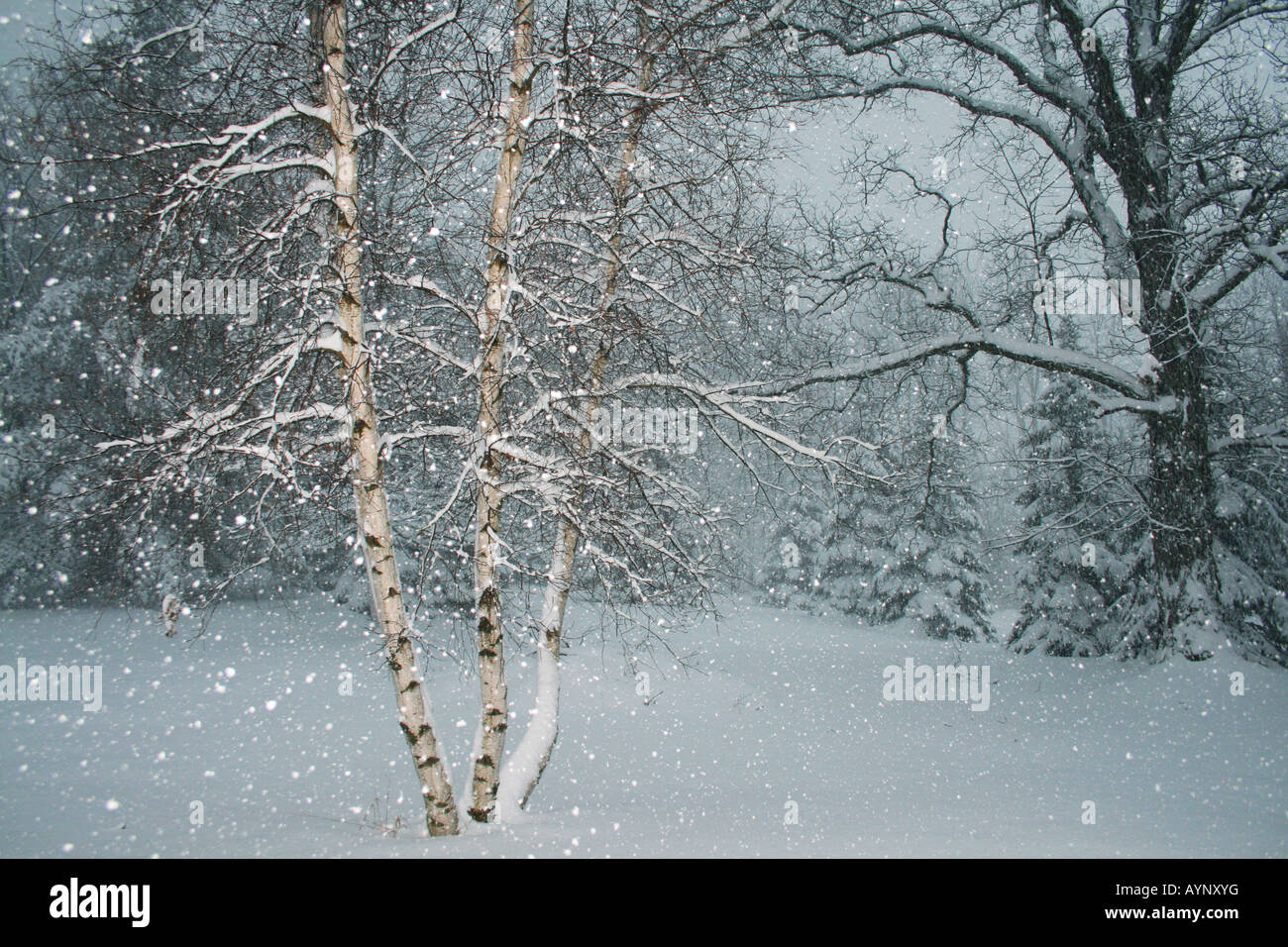 White Birch Tree Betula papyrifera Snowstorm Midwest USA Stock Photo