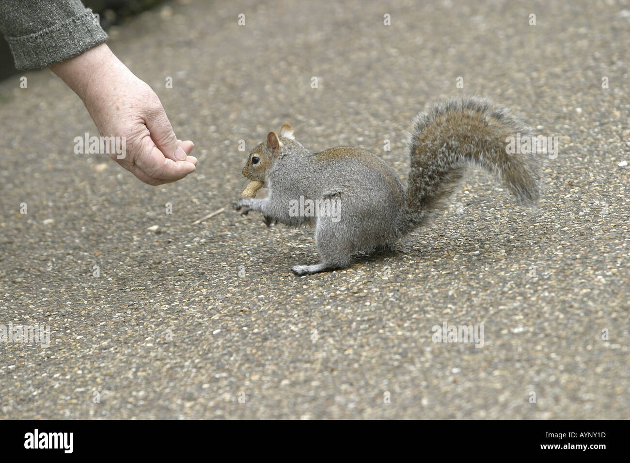 Jemand fuettert ein graues Eichhoernchen in Kensington Gardens London Stock Photo