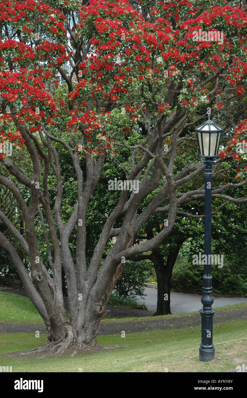 Pahutakawa, New Zealand national tree Stock Photo Alamy