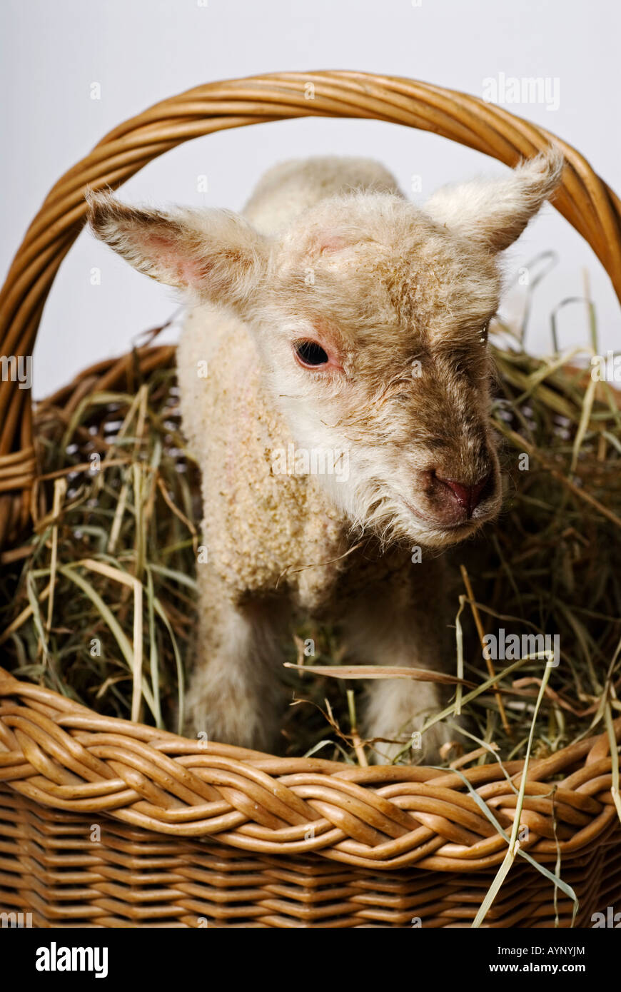 Stock photo a lamb in a wicker basket filled with hay Stock Photo - Alamy