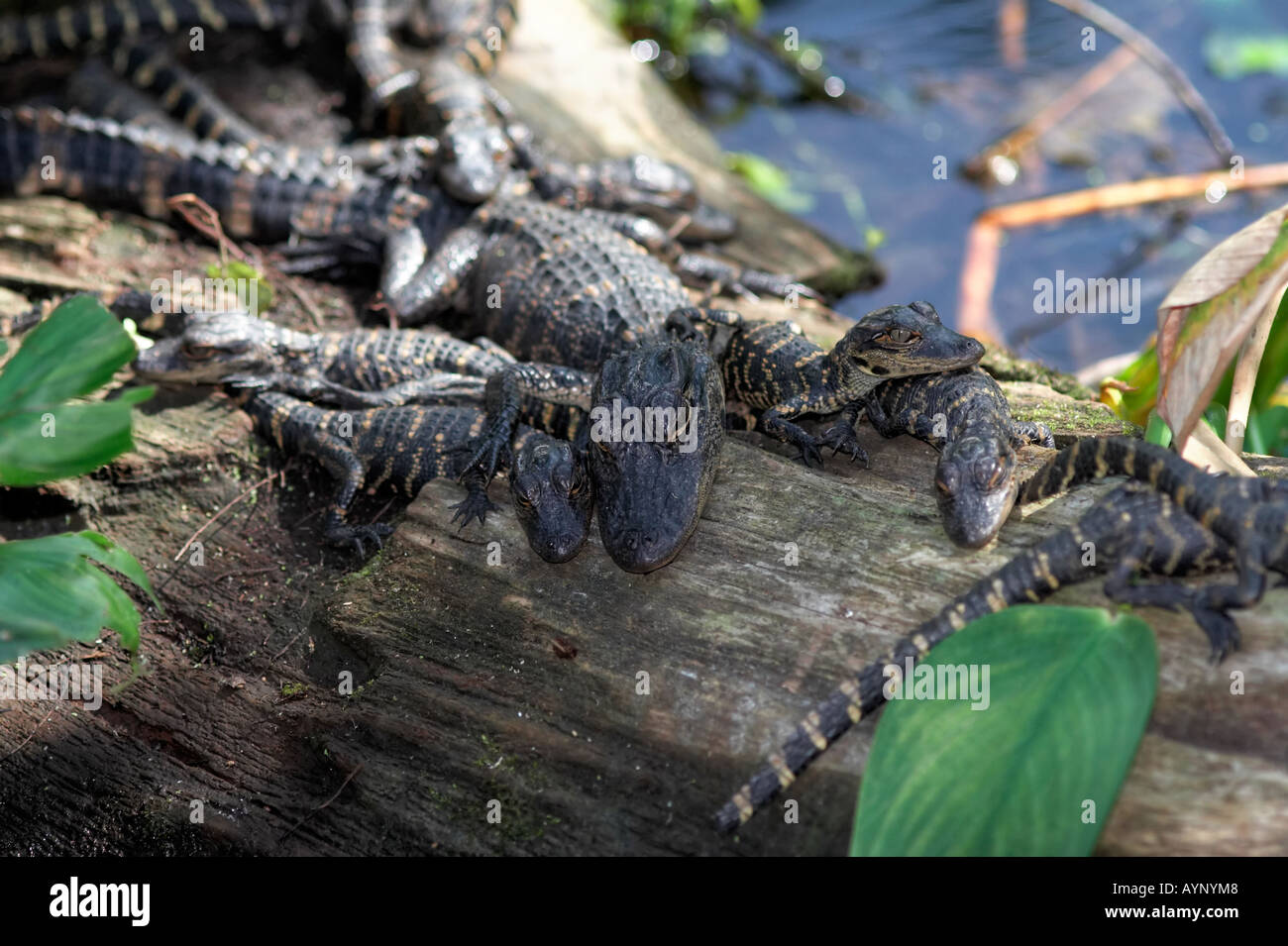 gators alligators small babies crocodile florida everglades group bunch lots plenty nature wildlife day sun Stock Photo