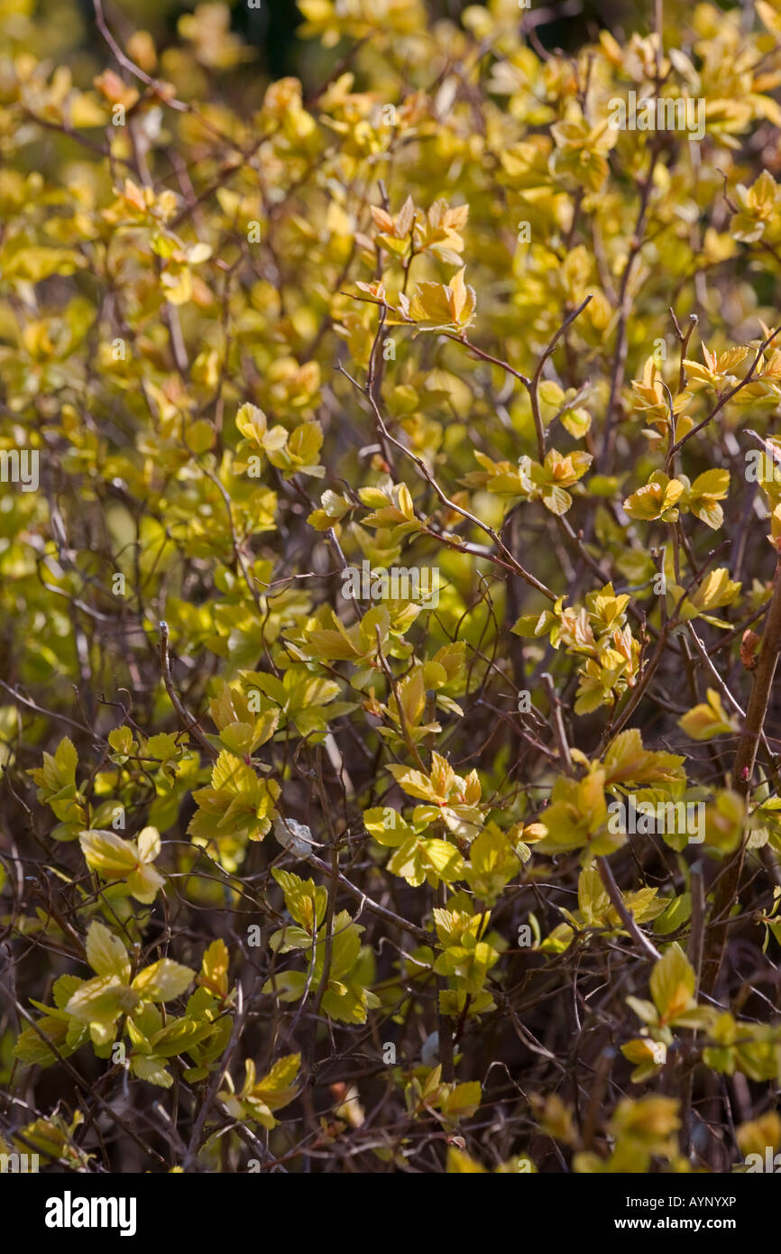 Spirea 'Gold Mound' in early spring Stock Photo