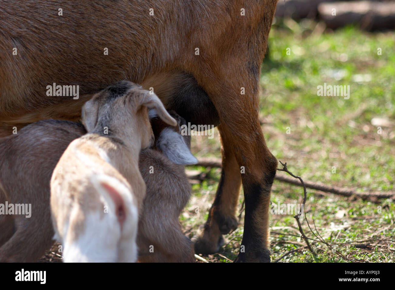 goat goats mother feeding nurturing baby milk drinking maternity animals  many pets wildlife narure Stock Photo - Alamy