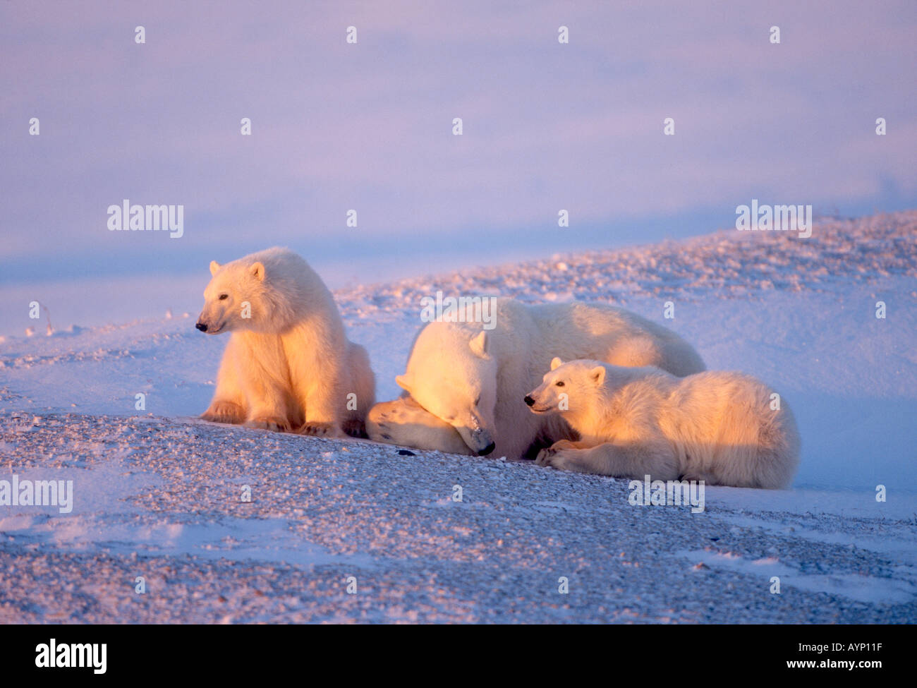 Polar bears cubs churchill hi-res stock photography and images - Alamy