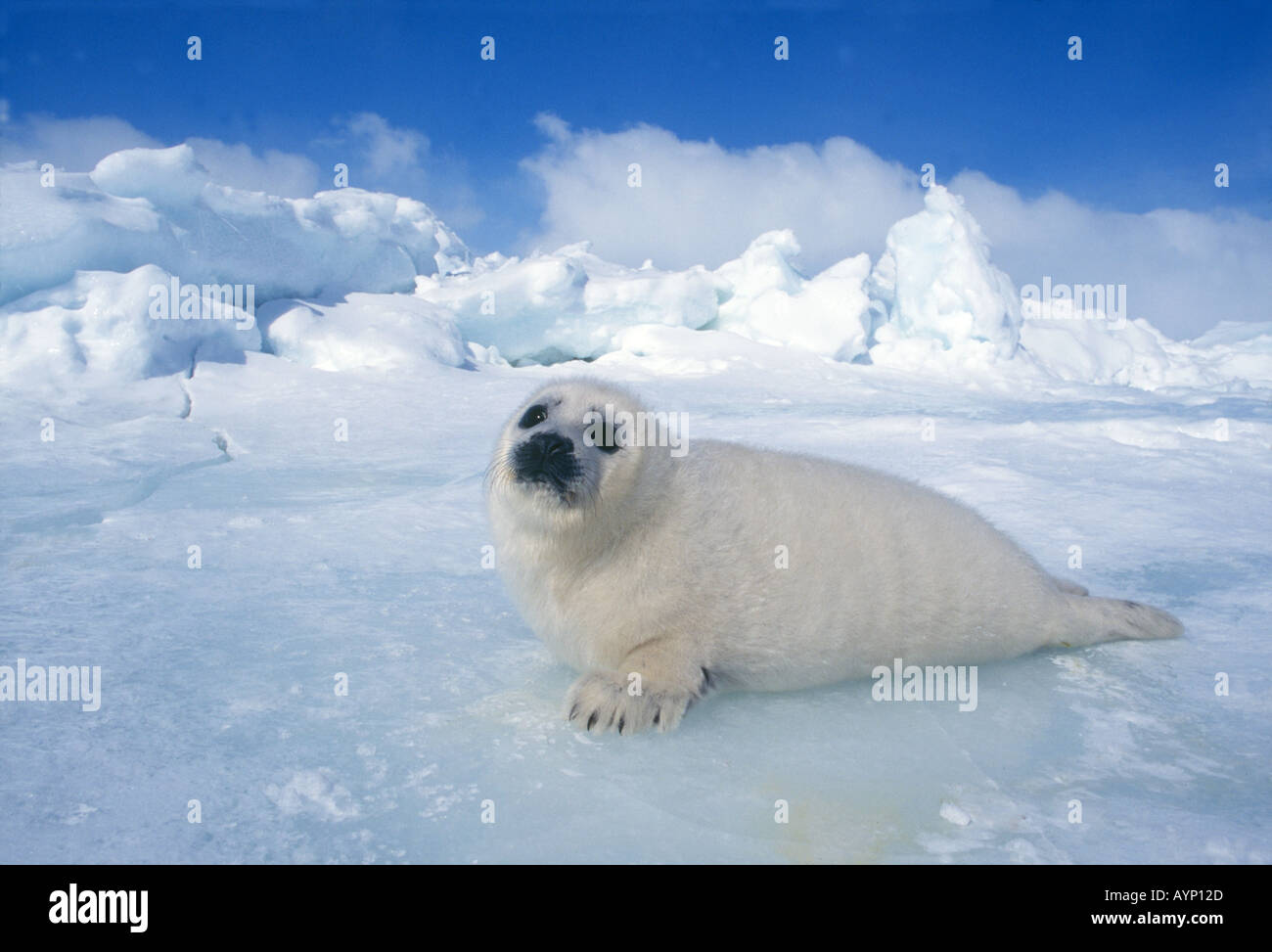 Baby harp seal on ice flow Stock Photo