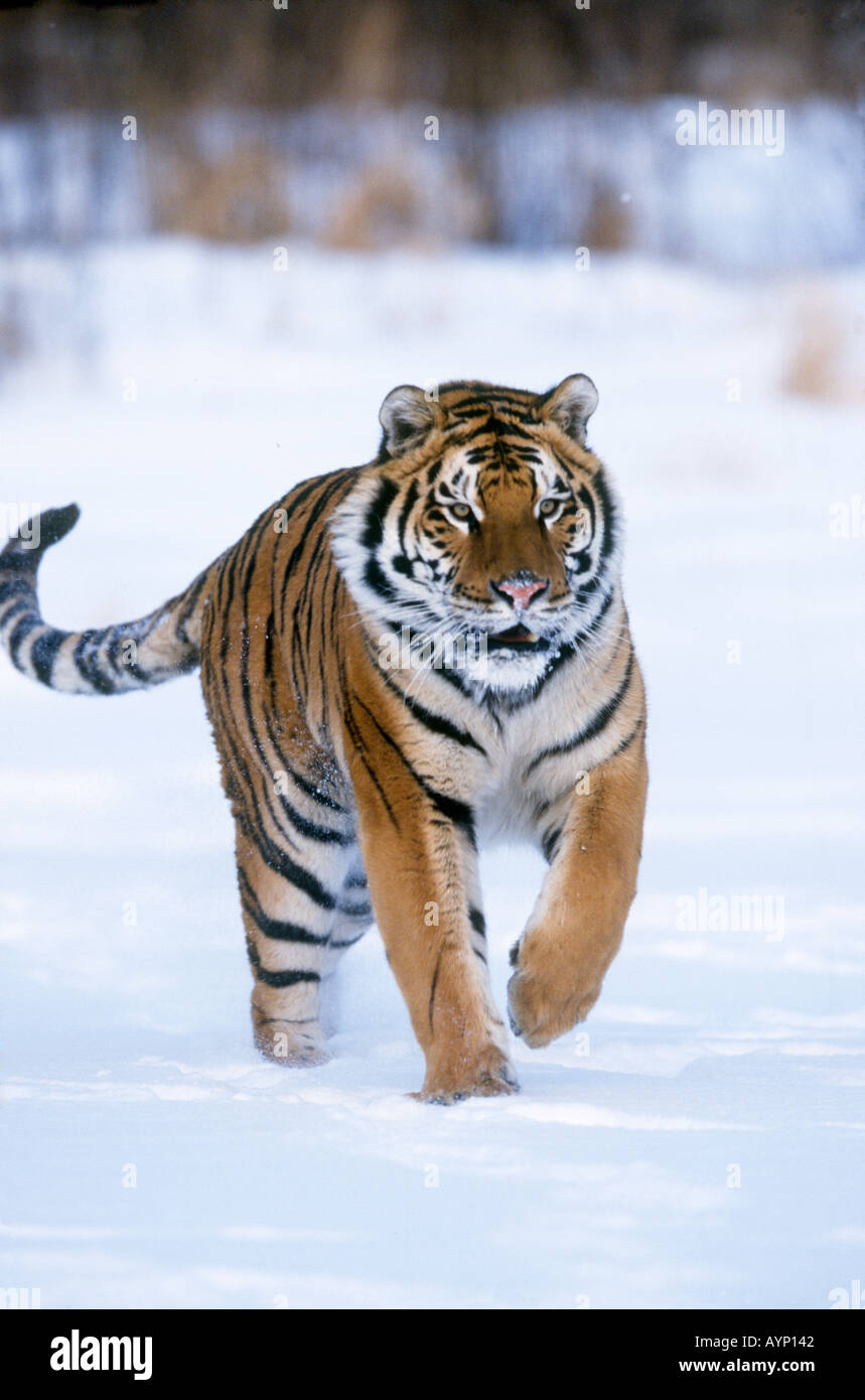 Бешеный тигр. Амурский тигр. Флаг с тигром. Амурский тигр. Russian tigers.