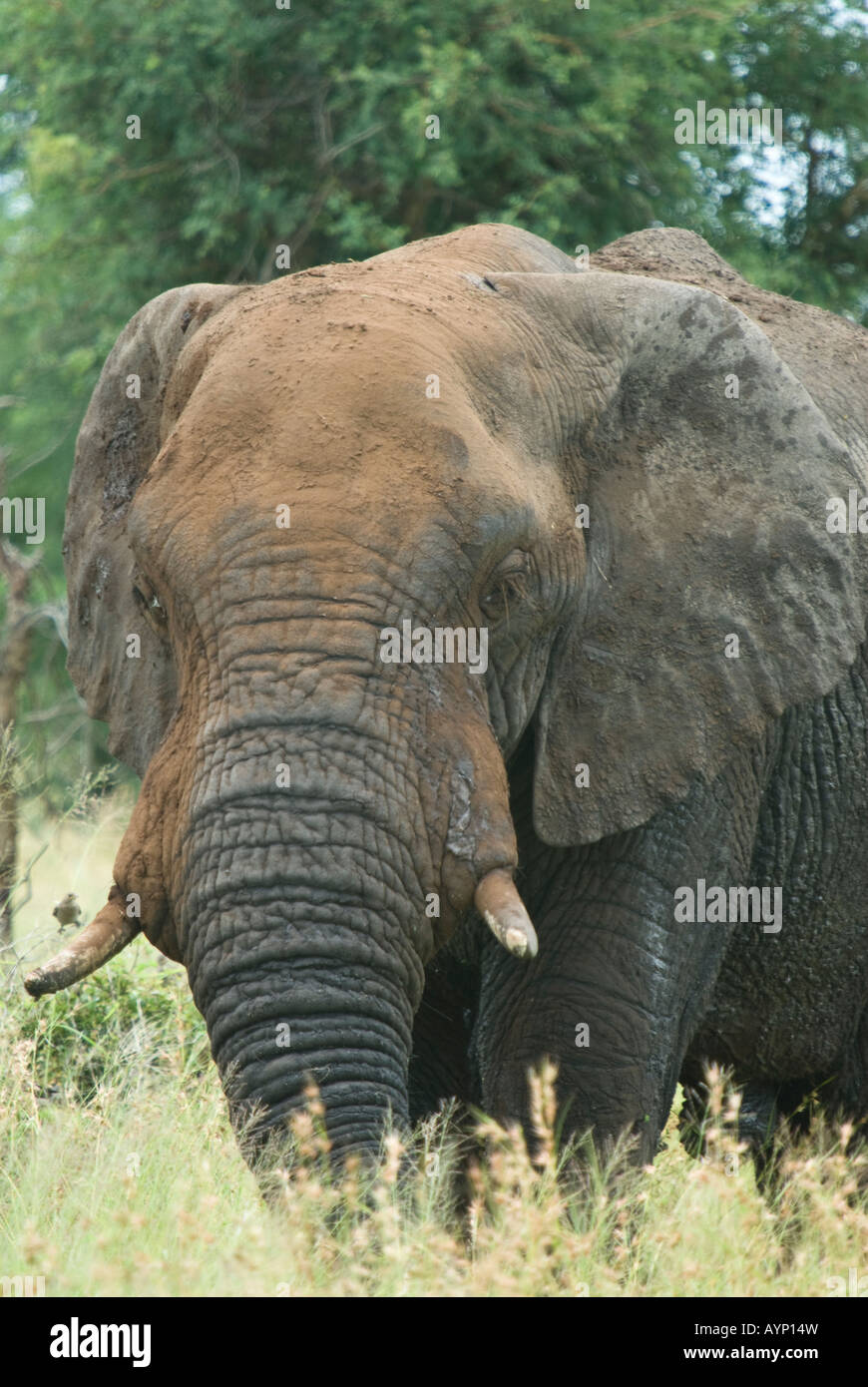 A large African elephant walking through the long grass in the African bush Stock Photo