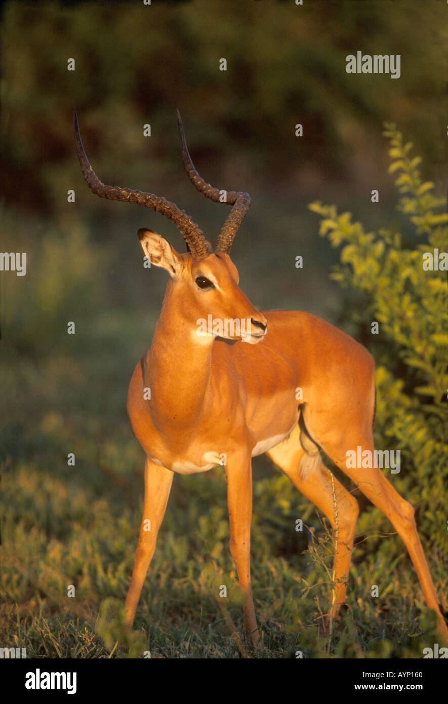 Africa sunset impala hi-res stock photography and images - Alamy
