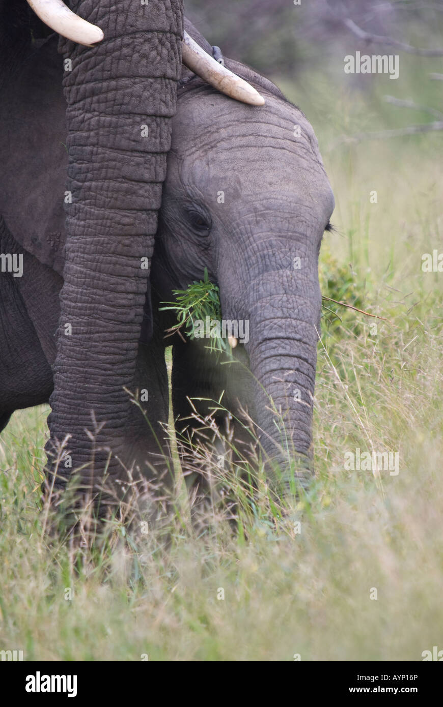 A young African elephant eating vegetation, standing next to it's mother Stock Photo
