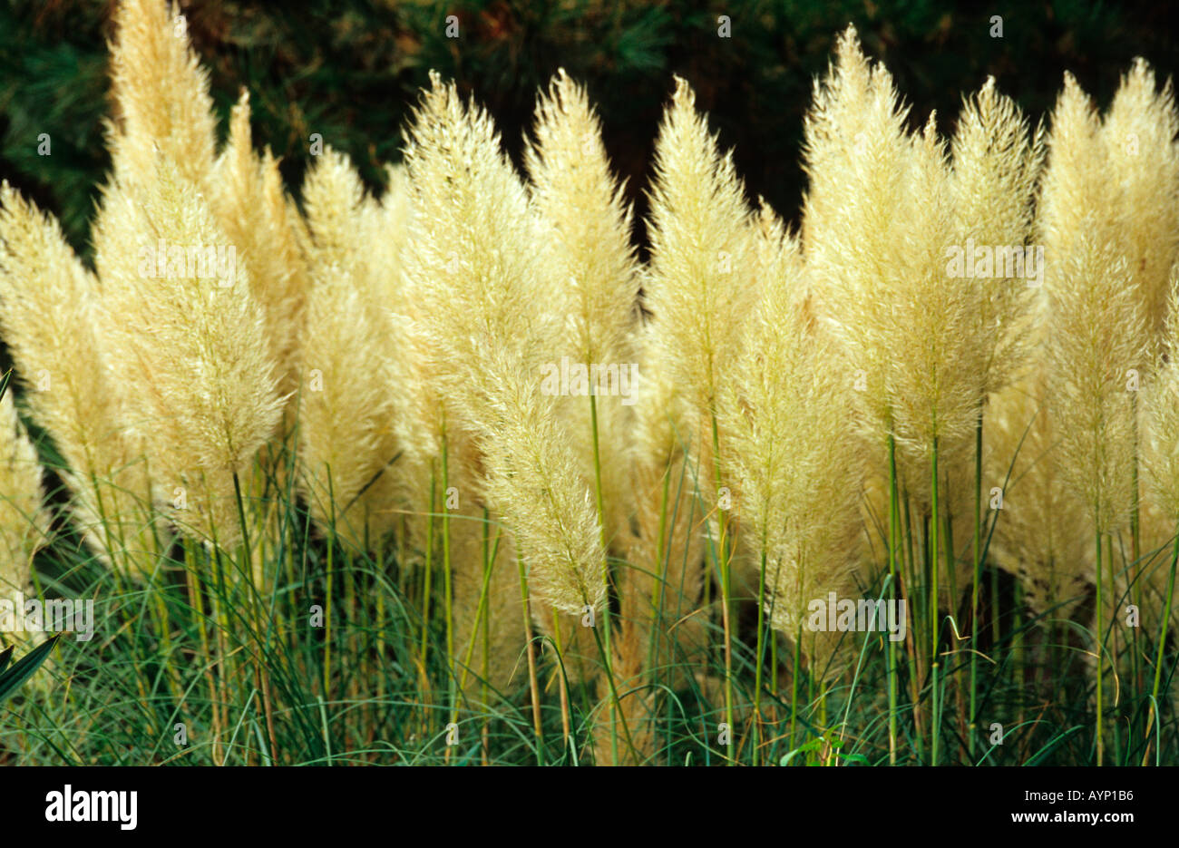 Pampas Grass in Autumn Stock Photo Alamy