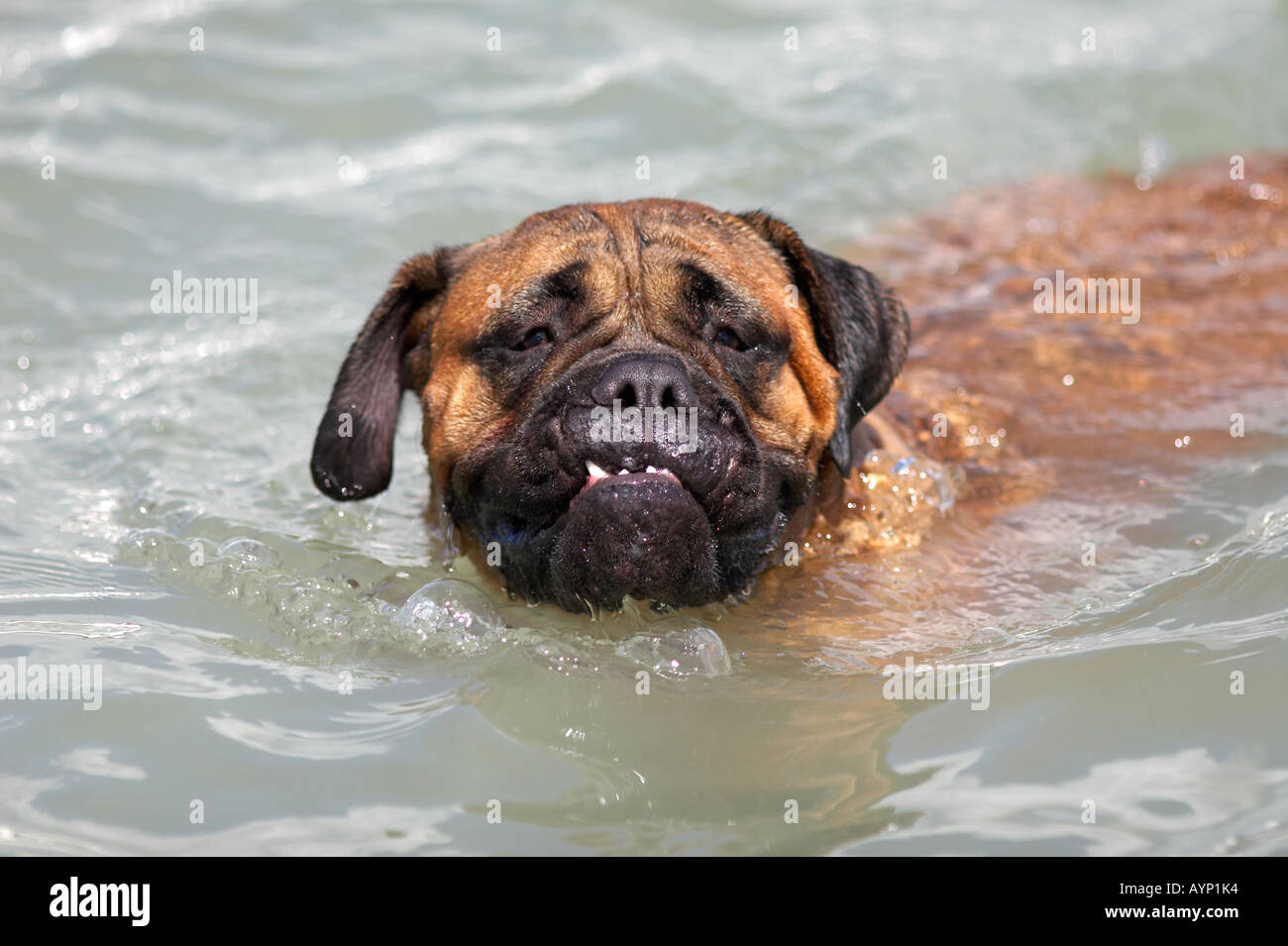 Bullmastiff Teeth High Resolution Stock Photography and Images - Alamy