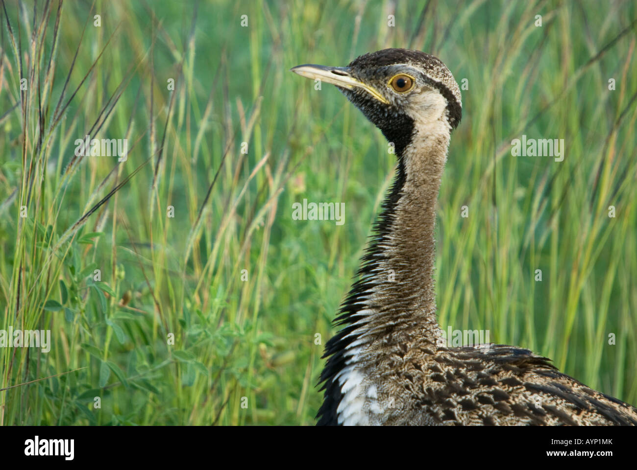 A korhaan standing in the grass Stock Photo