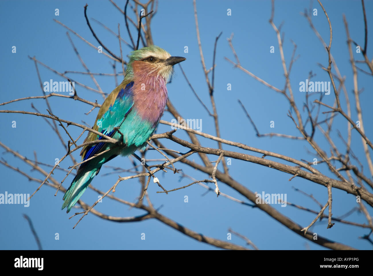 A lilac-breasted roller perched on a branch Stock Photo