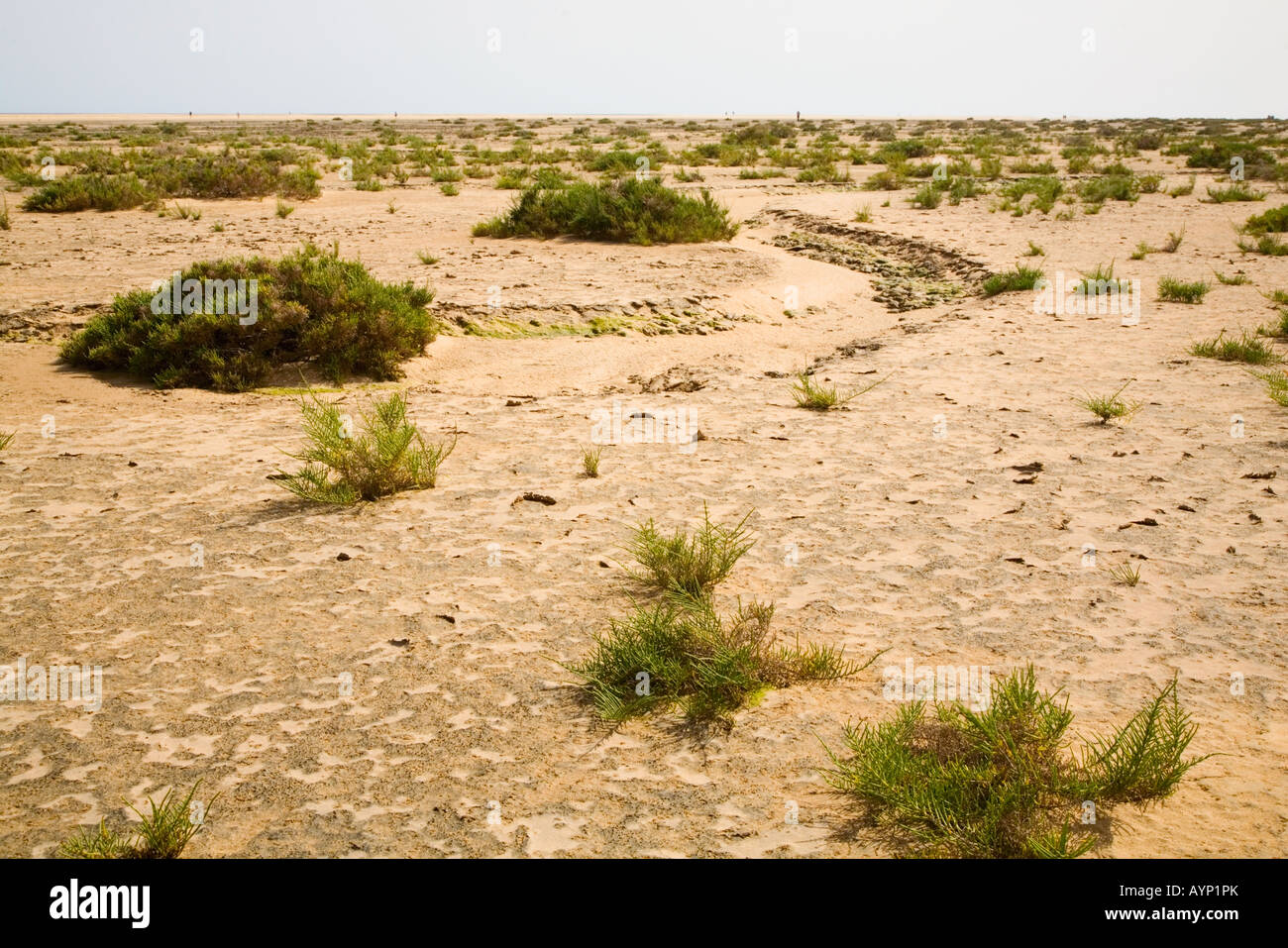 Salt marsh of Playa Sotavento de Jandia, Fuerteventura, Canaries, Spain Stock Photo