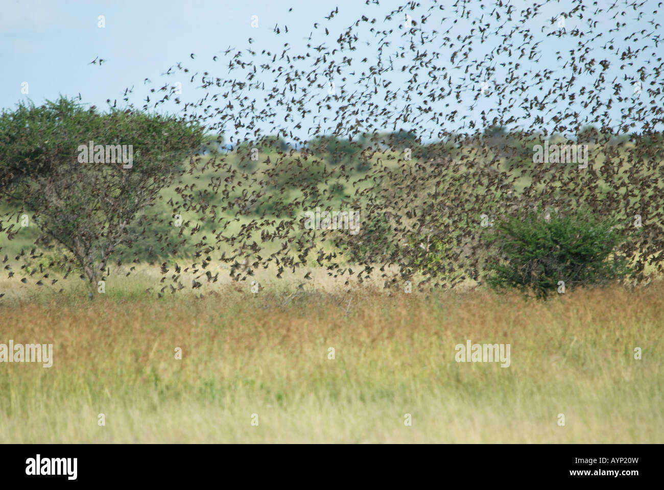 A huge flock of red-billed quelea swarming in the grasslands of southern Africa Stock Photo