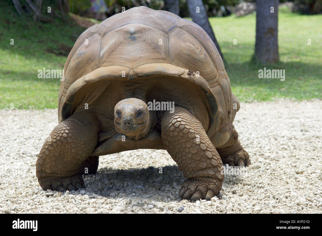 Aldabra Giant Tortoise Stock Photo Alamy aldabra-giant-tortoise-stock-photo-alamy