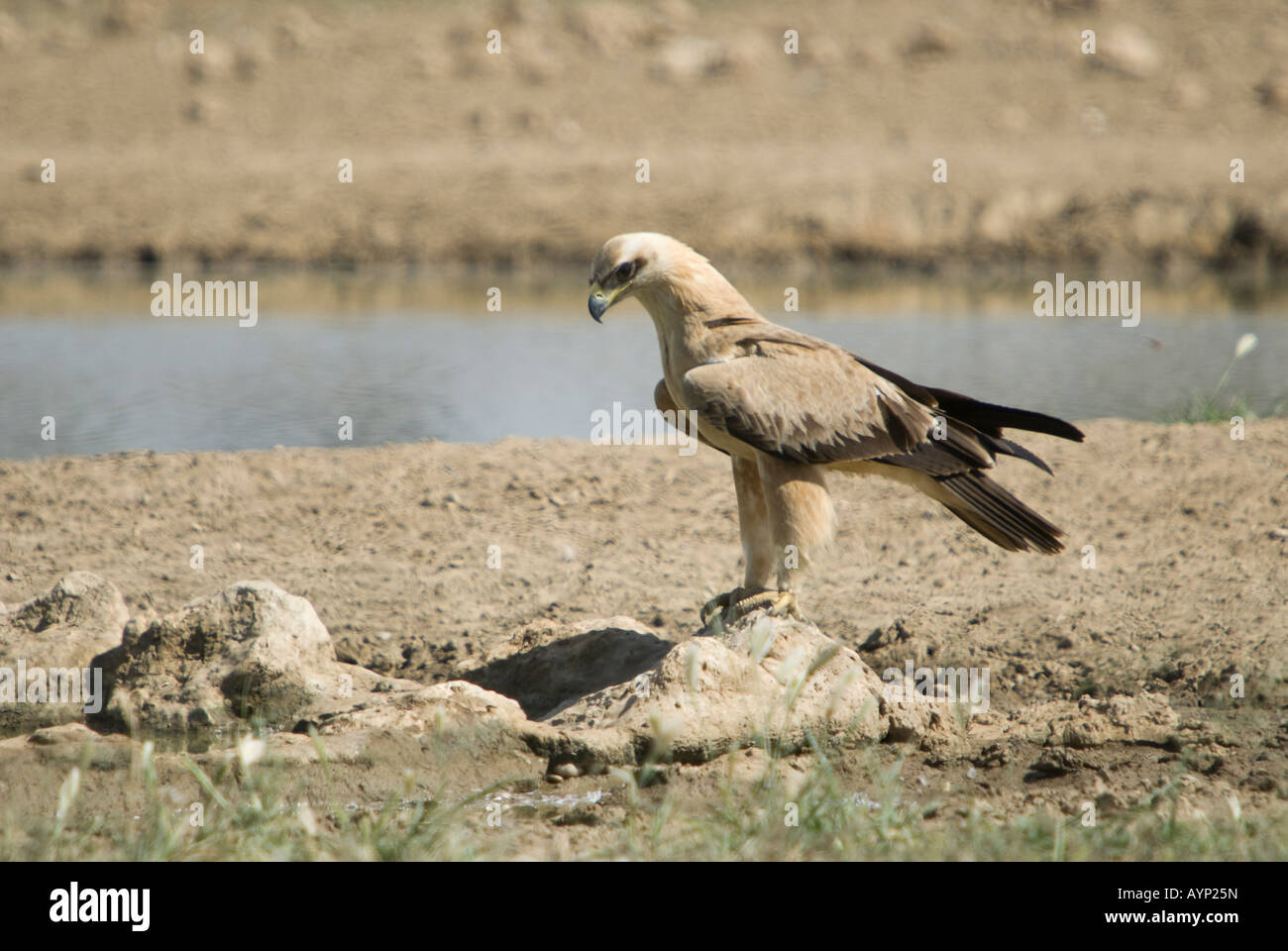A tawny eagle standing on a rock next to a waterhole in the Kalahari semi desert Stock Photo